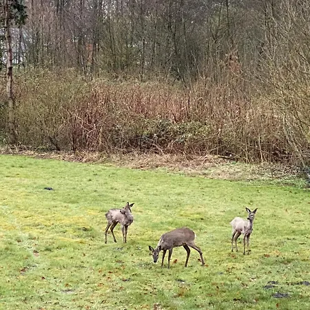 Zwischen Wald Und